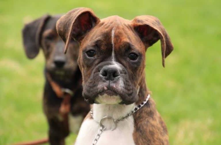chien chiot boxer collier étrangleur