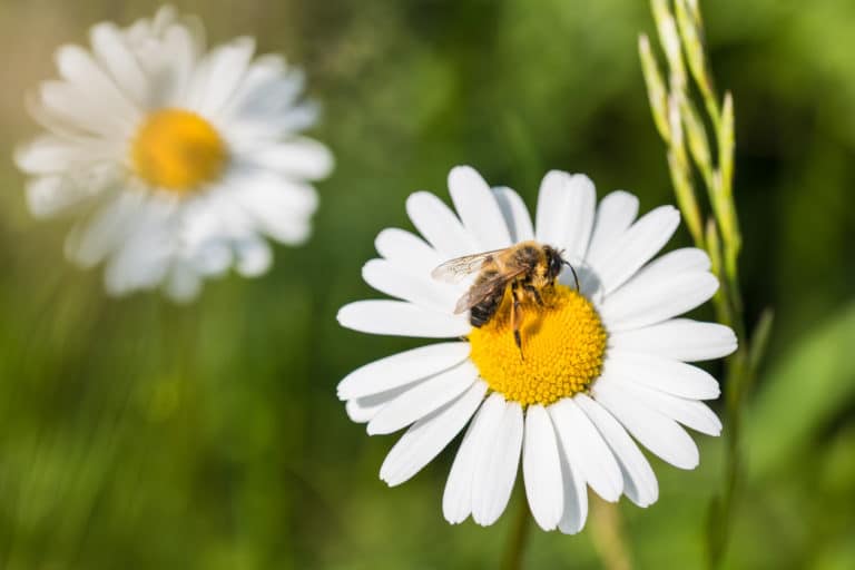 abeille