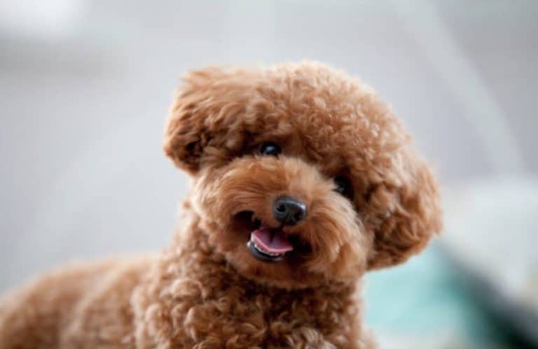 chien caniche