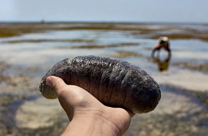 concombre de mer