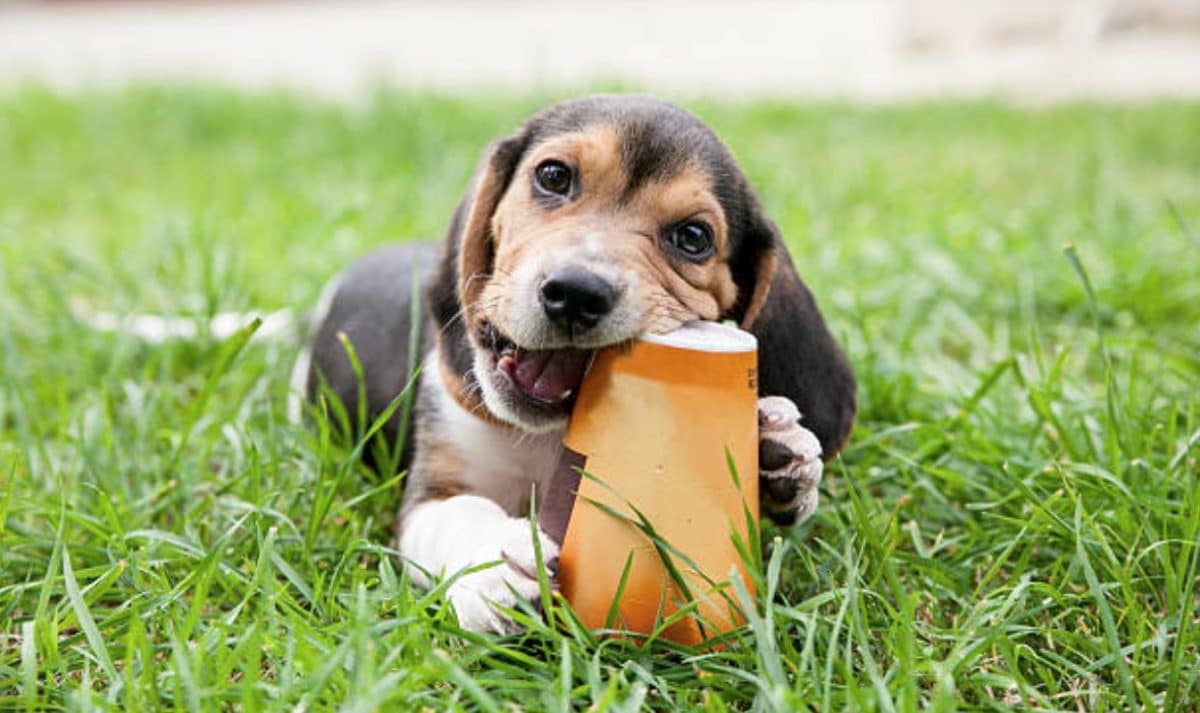 chien mâche