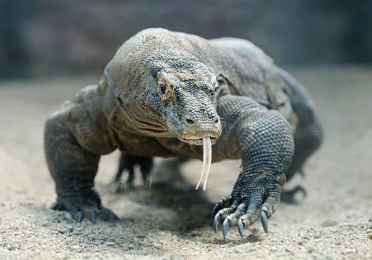 dragon de komodo