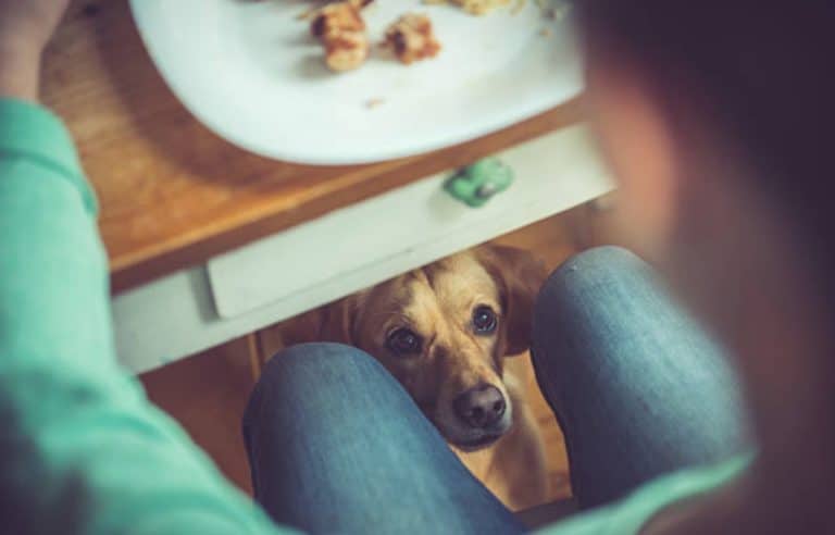 chien table