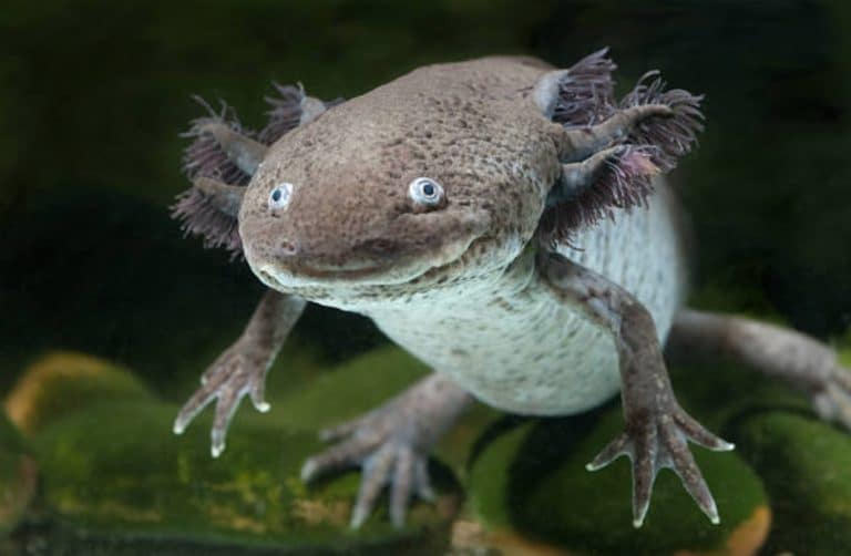 axolotl