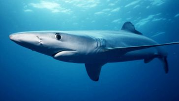 requin bleu