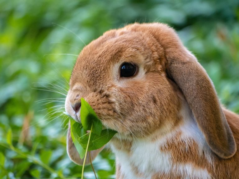 lapin mange