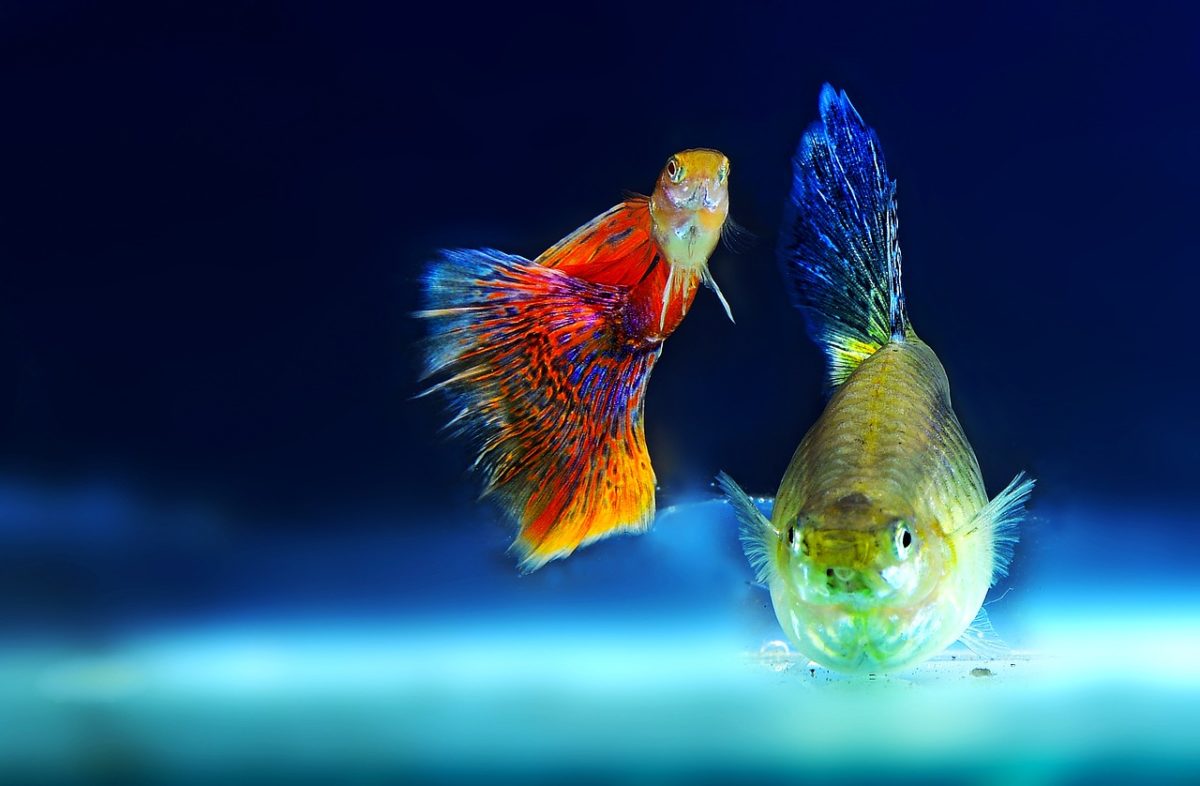 poissons