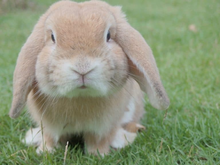 lapin