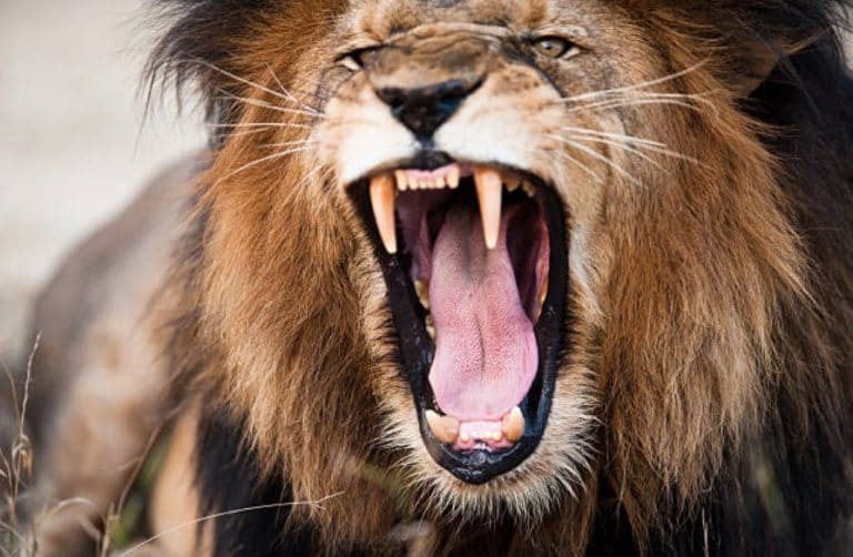 lion