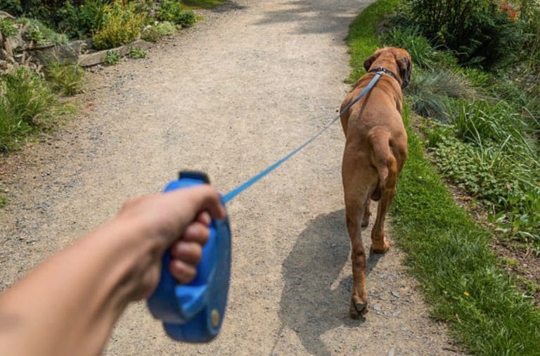 chien laisse