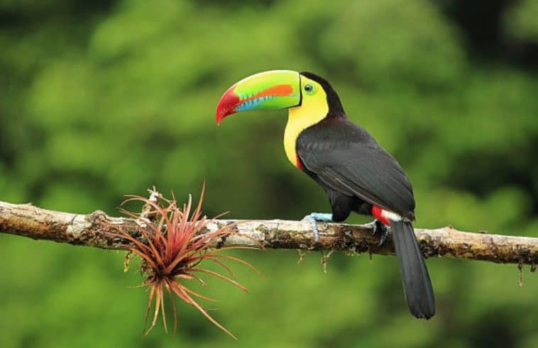 Oiseau D Amérique Du Sud 7 Lettres