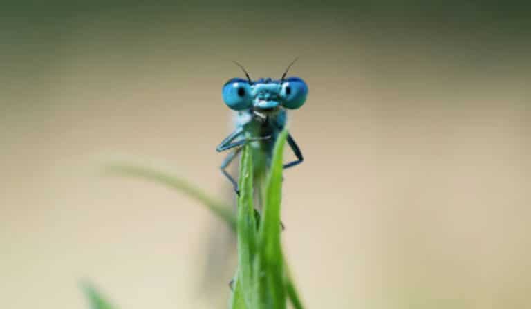 libellule