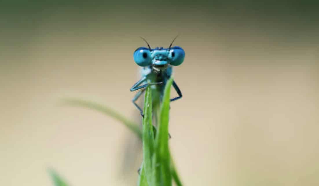 libellule