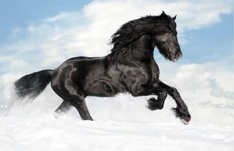 cheval noir frison