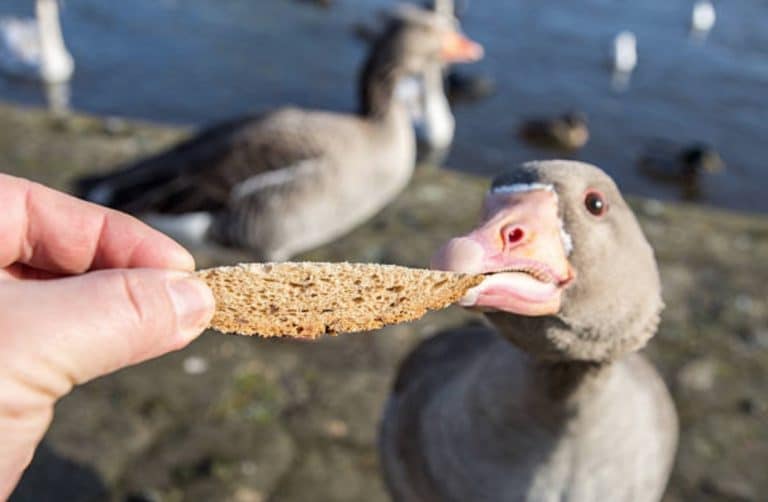 nourrit canard