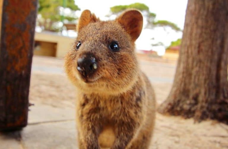 quokka