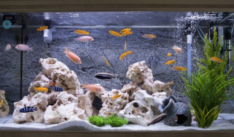 aquarium poissons