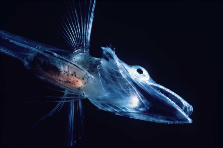 crocodile icefish poisson antarctique