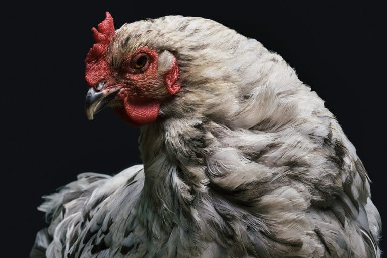 poule