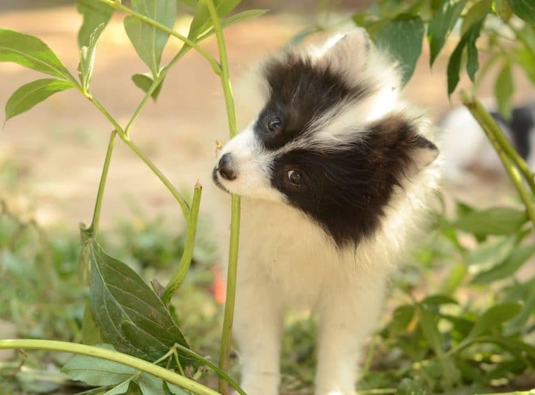 chiot