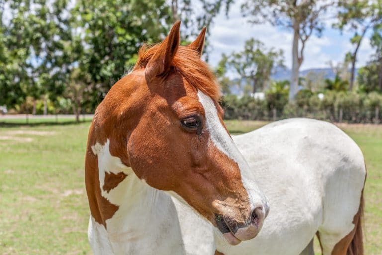 cheval paint horse