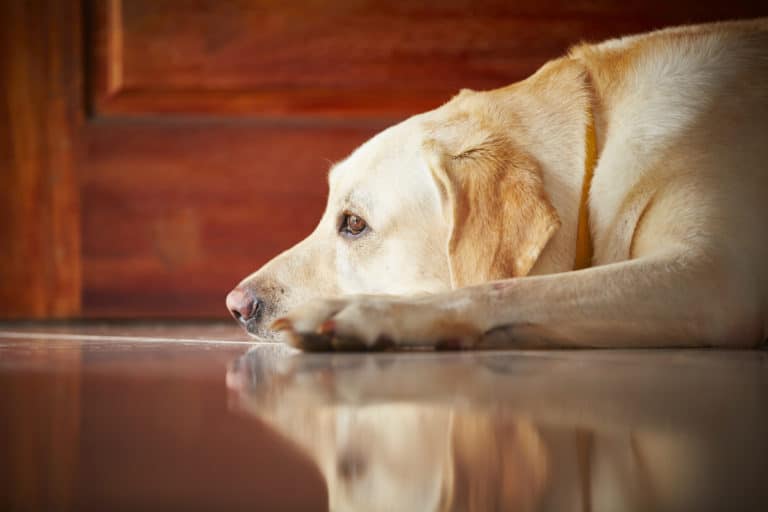 chien labrador couché animal
