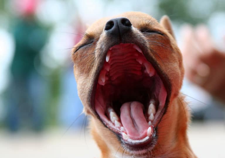 chien haleine