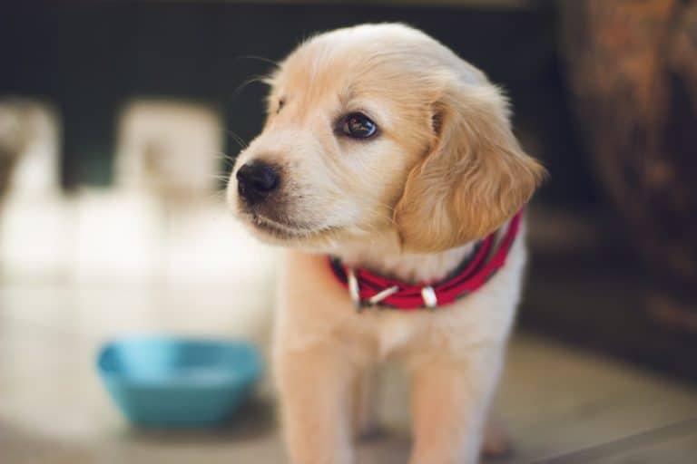 chiot golden