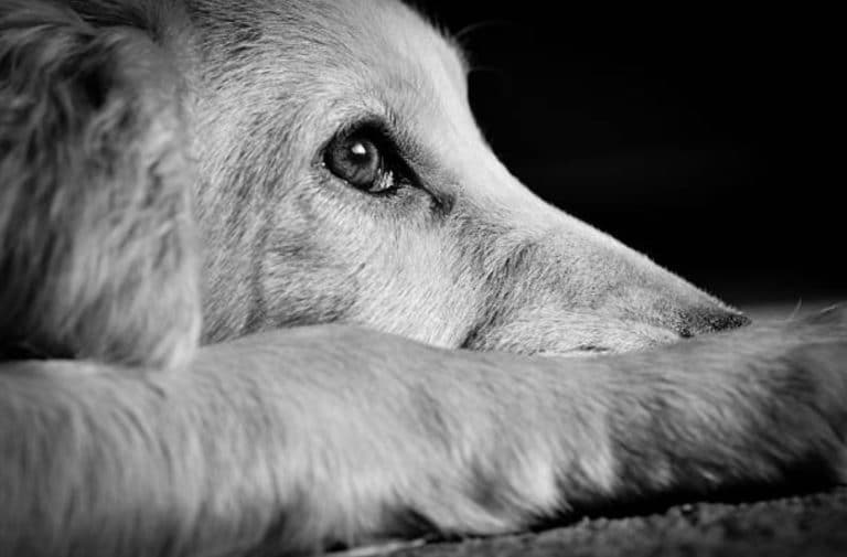 chien triste portrait