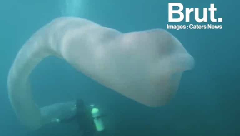 pyrosome