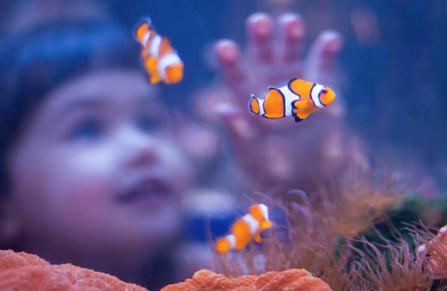aquarium poisson