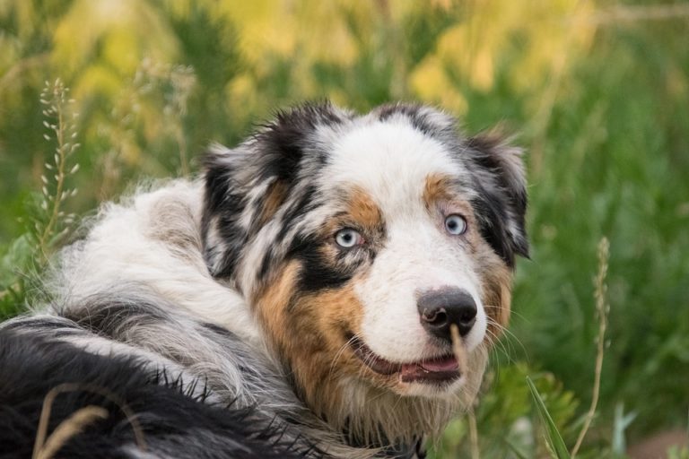 chien berger australien