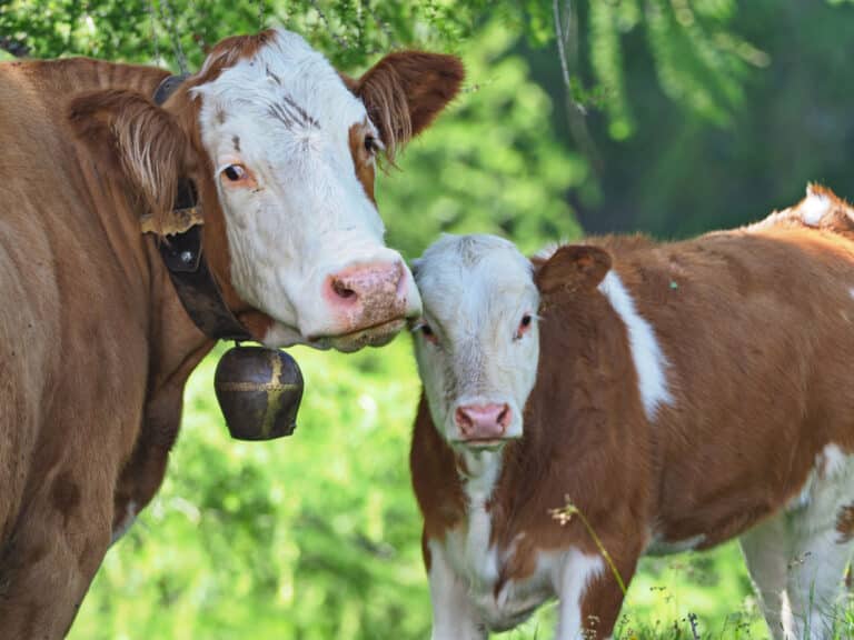 vaches