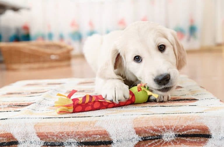 chiot joue
