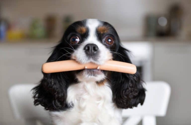 chien mange
