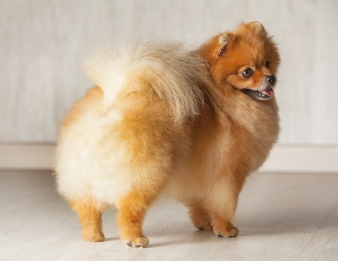 chien remue queue