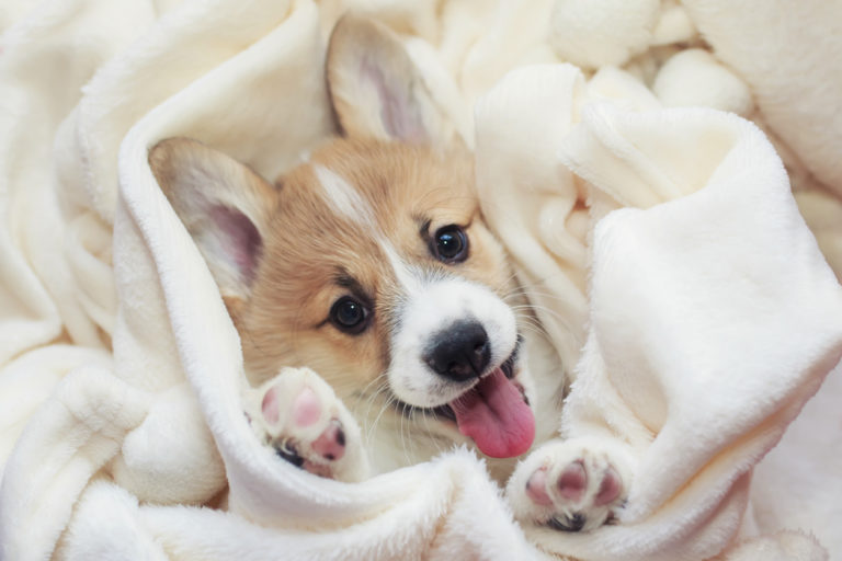 chien mignon