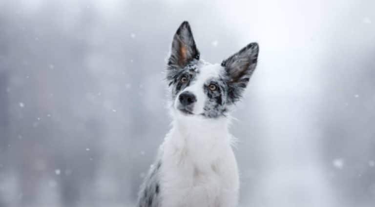 chien neige hiver