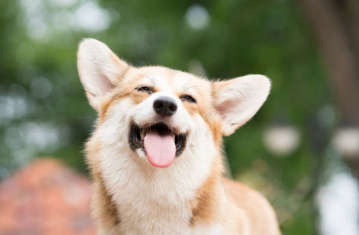 chien sourit