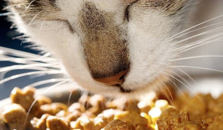 chat mange