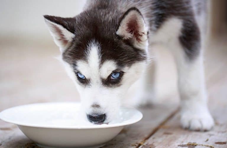 chiot husky boit eau