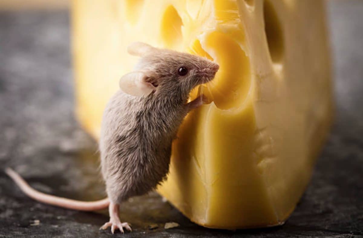 souris fromage