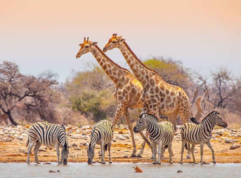 girafes