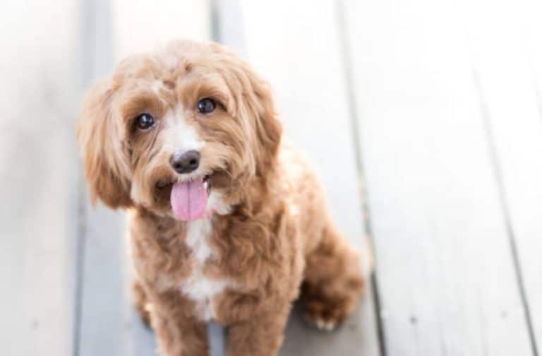 chien heureux