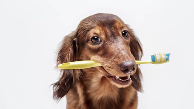 chien brosse à dent