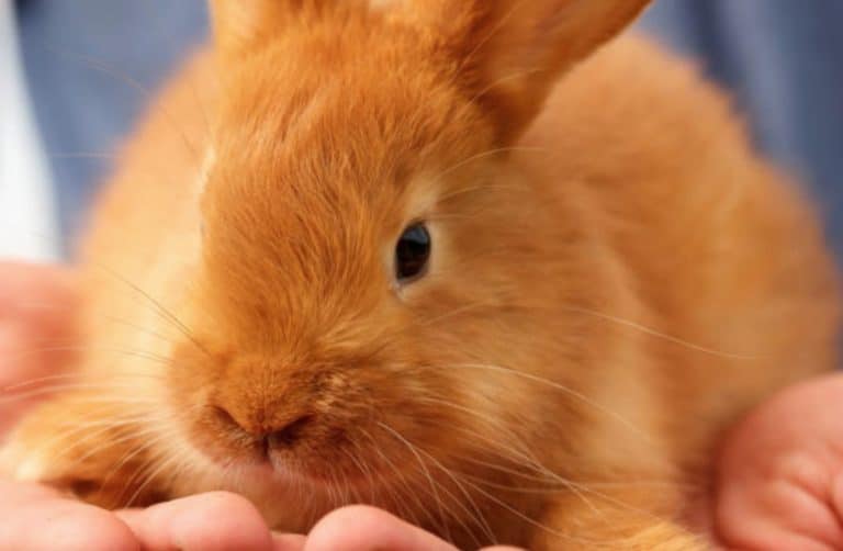 lapin