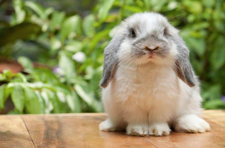 lapin