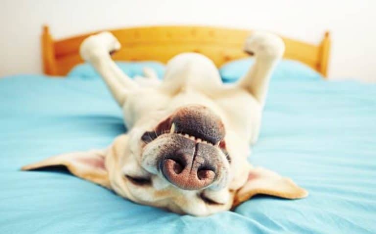 chien dort