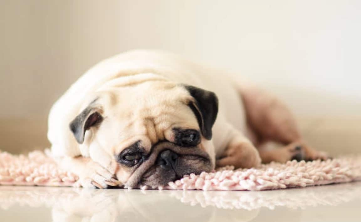 chien couché