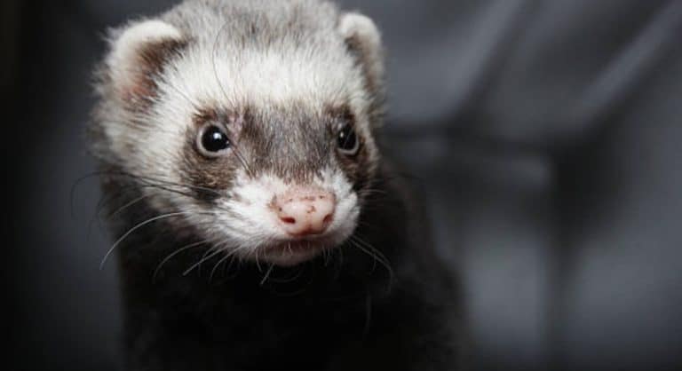 furet